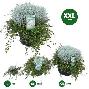 Afbeelding van Calocephallus muhlenbeckia P36 XXL New